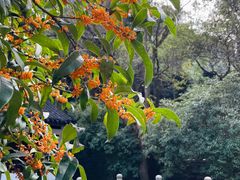 -兰桂坊·花园餐厅(西湖店)