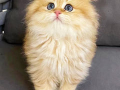 -lincat·猫舍(广州店)