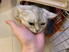 -70cat德文卷毛猫·缅因猫纯种猫舍