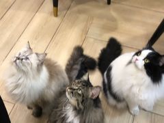 -安格丽娜·狗咖·猫咖羊驼咖(春熙路百盛商场店)