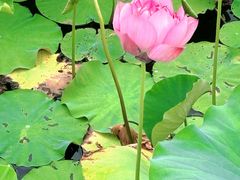 -荷塘月色湿地公园·向阳花洲