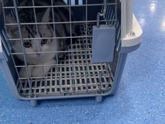 -天使宠物医院·犬猫分诊(彩虹店)