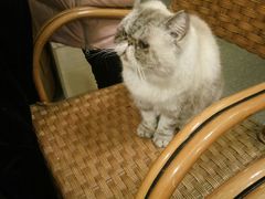-猫色咖啡·猫咖