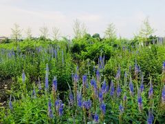 -九里河湿地公园