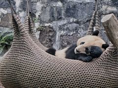 -都江堰中华大熊猫苑