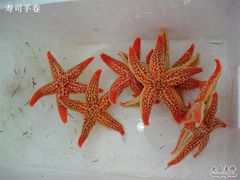 海星很漂亮-海岛渔村大酒店(云霄路店)