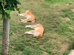 -西霞口神雕山野生动物世界