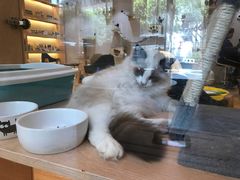 -Pets First伊珊娜洗护·精致美容·家庭式寄养(新会路店)