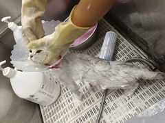 -北京观赏动物医院·24小时大型综合·猫专科·异宠专科