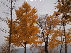 -北京西山国家森林公园