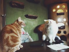 -猫猫幼稚园·撸猫·桌游·电玩