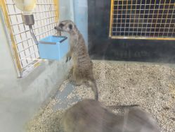 -神奇动物撸宠馆·羊驼·小浣熊·异宠(豫园店)