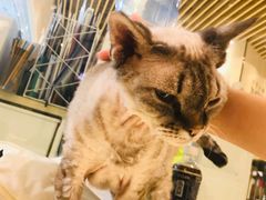 -momokira米努特·德文卷毛猫·棉花面纱犬