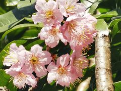-顾村公园