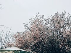 -北龙湖湿地公园