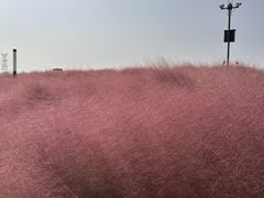 -上海滨江森林公园