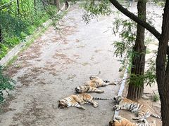 -大连森林动物园