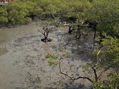 -北海金海湾红树林生态旅游区