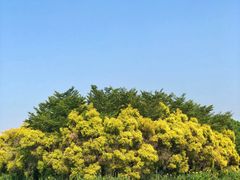 -大湾区中央湿地公园