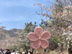 -樱花山风景区