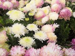 -上海月湖雕塑公园
