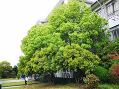 正门-华东理工大学徐汇校区-图书馆