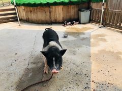 -前小桔亲子创意农场·草莓采摘·露营烧烤