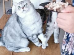 -平行世界·猫咖(首经贸店)
