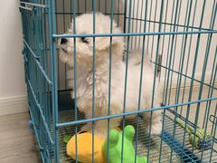 -翊宠yipet猫狗购宠庄园犬舍•猫舍