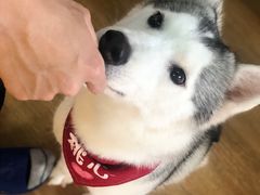 -Husky Go! 哈士奇体验馆·宠物咖啡厅狗咖
