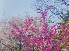 -红梅公园