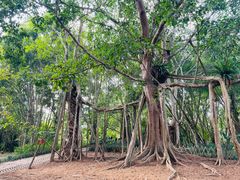 -中国科学院西双版纳热带植物园