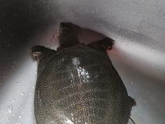 -德清诚信农产品莫干湖甲鱼直销店