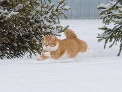 -乔伯凉面(白沙路店)