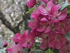 -海棠花溪(元大都城垣遗址公园)
