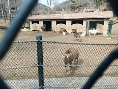 -大连森林动物园