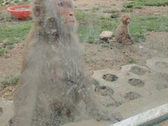 -武汉紫薇都市田园