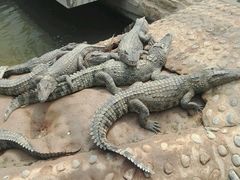 -石家庄市动物园