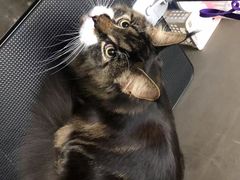 -PETKIT小佩宠物·低压洗护(国顺东路店)