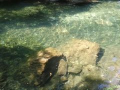 android_upload_pic-鼎湖山风景区