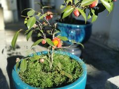 -月栖华明-云间草堂清茶馆(泗泾古镇店)