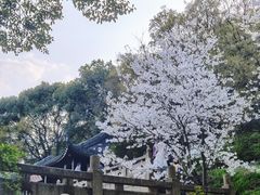 -苏州上方山国家森林公园