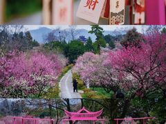 -梅花山(明孝陵内)