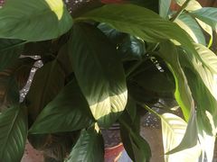-映月潭传家菜(易俗河店)