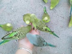 -灵玲国际马戏城