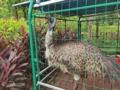 -西双版纳融创皇冠假日度假酒店