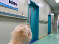 -北京观赏动物医院·24小时大型综合·猫专科·异宠专科