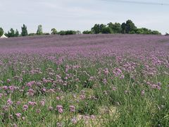 -紫颐香薰山谷景区