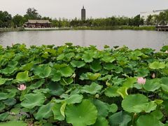 -西海子公园