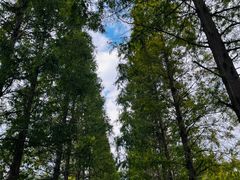 -黄海国家森林公园